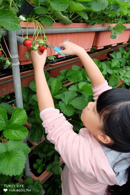 台北親子景點【內湖草莓園49號】草莓果醬雞蛋仔DIY×免淋雨採草莓～假日約會好去處！ - yuki.tw