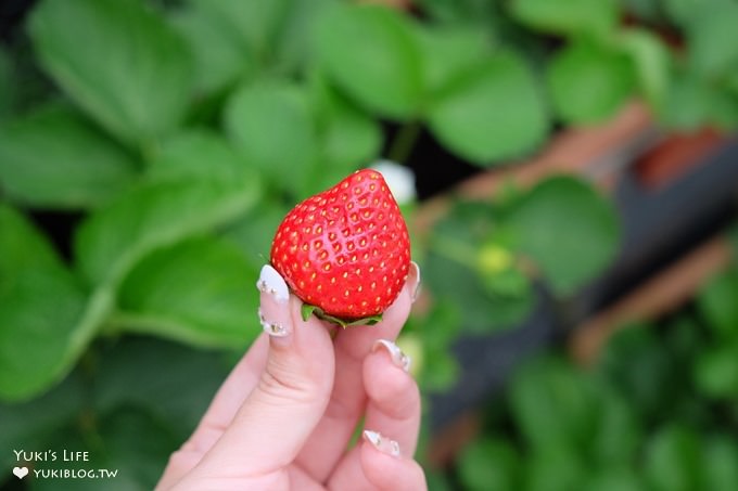 台北親子景點【內湖草莓園49號】草莓果醬雞蛋仔DIY×免淋雨採草莓～假日約會好去處！ - yuki.tw