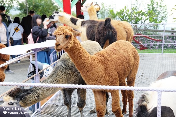 南投景點【星月天空景觀餐廳】親子一日遊~草泥馬×U型溜滑梯×小動物×假日鸚鵡秀～全家好去處！ - yuki.tw