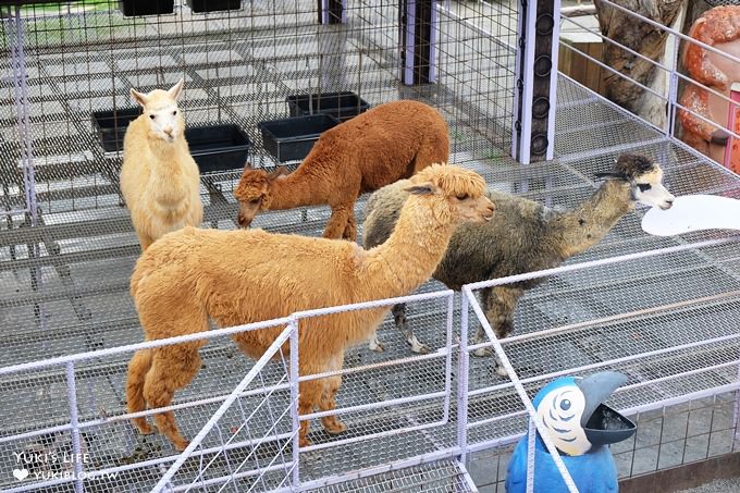 南投景點【星月天空景觀餐廳】親子一日遊~草泥馬×U型溜滑梯×小動物×假日鸚鵡秀～全家好去處！ - yuki.tw