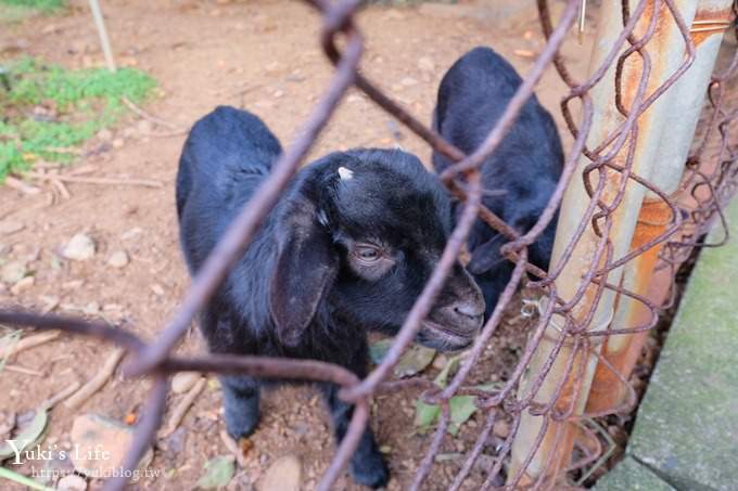 【台灣山豬城】用餐還能逛小型動物園，適合家人來用餐～有停車場、ＣＰ值高 - yuki.tw