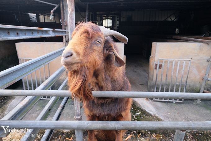 【台灣山豬城】用餐還能逛小型動物園，適合家人來用餐～有停車場、ＣＰ值高 - yuki.tw