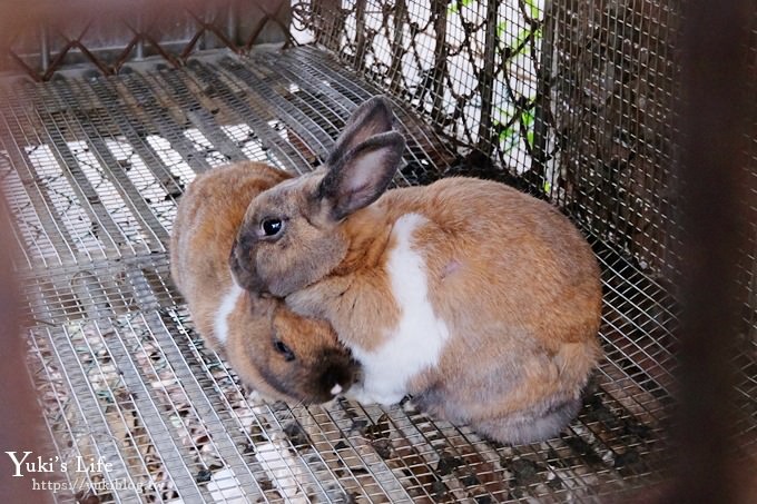 【台灣山豬城】用餐還能逛小型動物園，適合家人來用餐～有停車場、ＣＰ值高 - yuki.tw