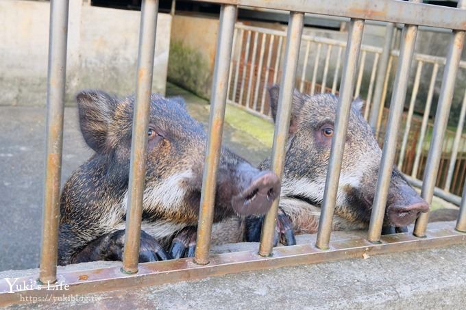 【台灣山豬城】用餐還能逛小型動物園，適合家人來用餐～有停車場、ＣＰ值高 - yuki.tw