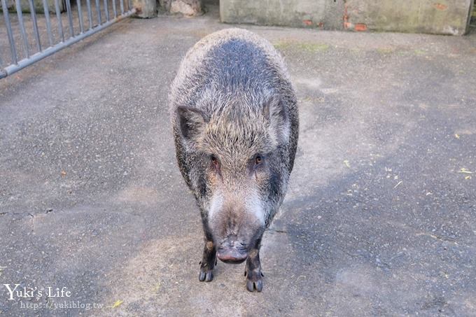 【台灣山豬城】用餐還能逛小型動物園，適合家人來用餐～有停車場、ＣＰ值高 - yuki.tw