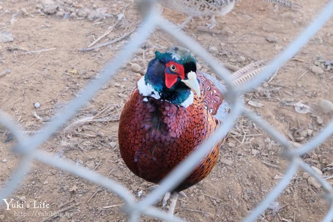 【台灣山豬城】用餐還能逛小型動物園，適合家人來用餐～有停車場、ＣＰ值高 - yuki.tw