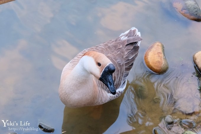 【台灣山豬城】用餐還能逛小型動物園，適合家人來用餐～有停車場、ＣＰ值高 - yuki.tw