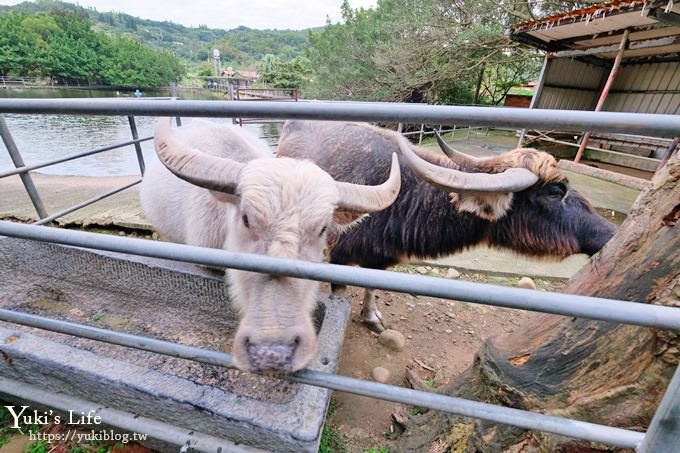 【台灣山豬城】用餐還能逛小型動物園，適合家人來用餐～有停車場、ＣＰ值高 - yuki.tw