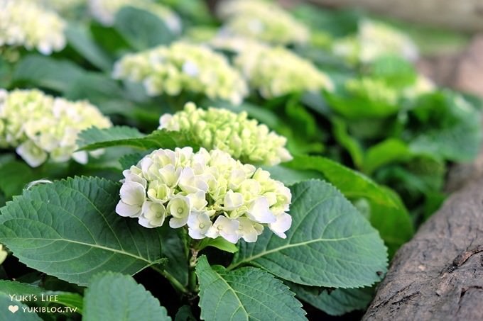 苗栗賞花親子景點》碧絡角花園→×可愛兔子到處跑×甜蜜拍照佈景約會好去處 - yuki.tw