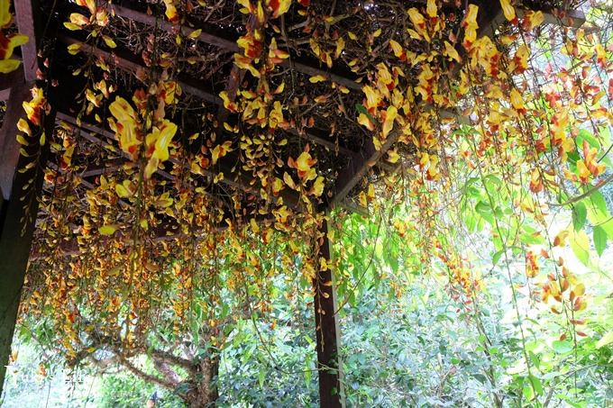 苗栗景點【花露休閒農場】四季都美的魚池景觀下午茶×精油館新開幕、親子景點、景觀餐廳、網美景點 - yuki.tw