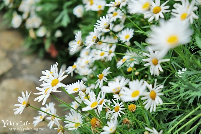 苗栗景點【花露休閒農場】四季都美的魚池景觀下午茶×精油館新開幕、親子景點、景觀餐廳、網美景點 - yuki.tw