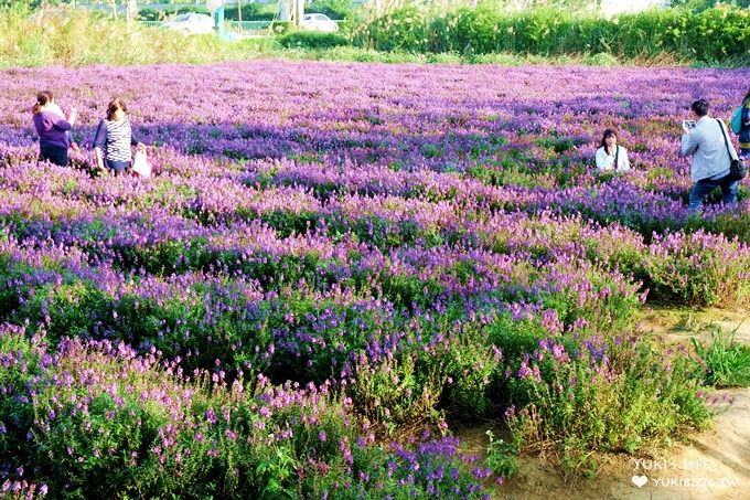 桃園觀音親子景點【青林農場】向日葵、麥桿菊×兒童草皮遊戲區(小火車、超跑、餵兔子) - yuki.tw