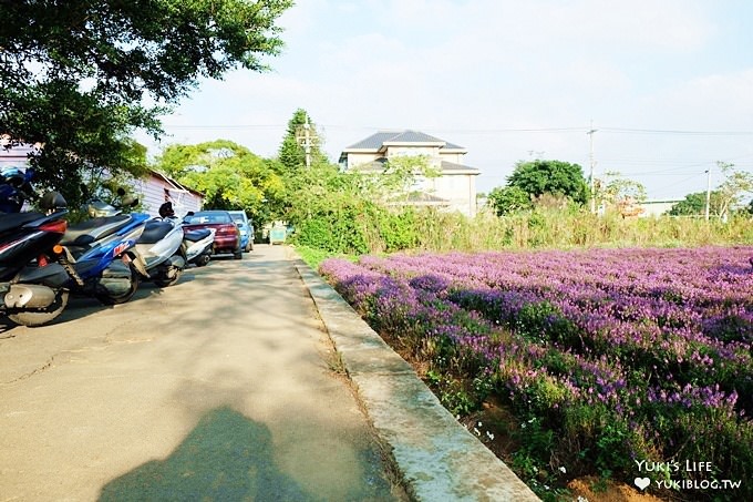 桃園觀音親子景點【青林農場】向日葵、麥桿菊×兒童草皮遊戲區(小火車、超跑、餵兔子) - yuki.tw