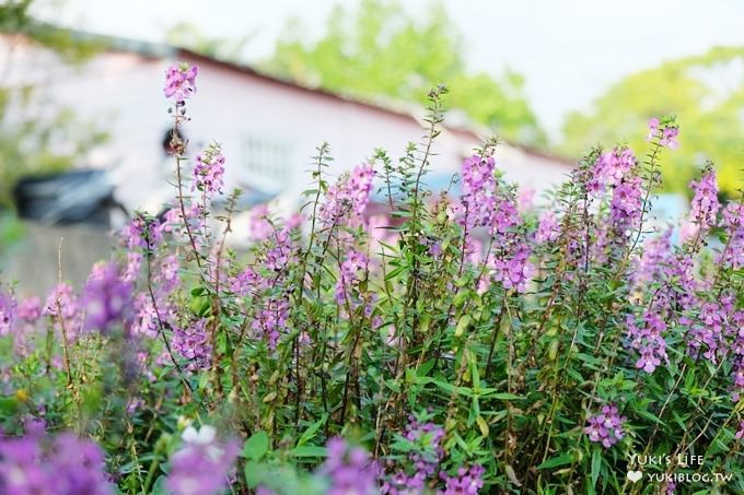 桃園觀音親子景點【青林農場】向日葵、麥桿菊×兒童草皮遊戲區(小火車、超跑、餵兔子) - yuki.tw