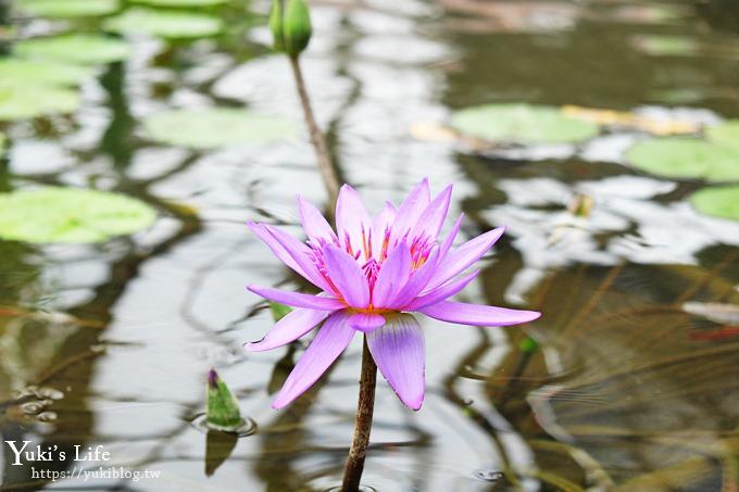 宜蘭景點【礁溪金車蘭花園】免費親子景點！賞花賞魚吃蝦去、下午茶必打卡行程點！ - yuki.tw