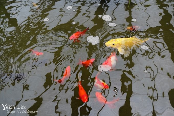 宜蘭景點【礁溪金車蘭花園】免費親子景點！賞花賞魚吃蝦去、下午茶必打卡行程點！ - yuki.tw