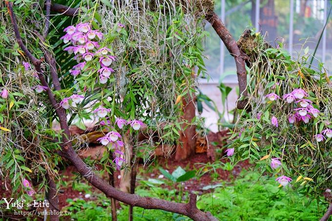 宜蘭景點【礁溪金車蘭花園】免費親子景點！賞花賞魚吃蝦去、下午茶必打卡行程點！ - yuki.tw