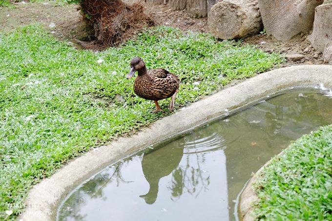 台中景點【赤腳ㄚ生態農莊】超夯大草皮親子景點×玩水小溪×沙坑×小動物~放電一整天! - yuki.tw