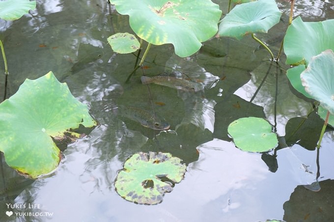 台中景點【赤腳ㄚ生態農莊】超夯大草皮親子景點×玩水小溪×沙坑×小動物~放電一整天! - yuki.tw