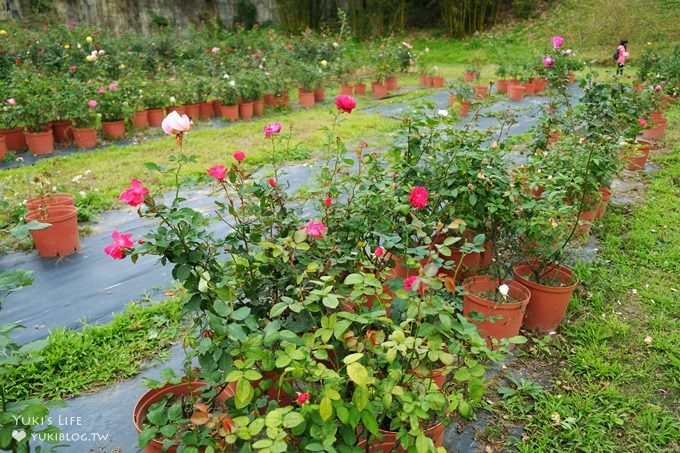 (歇業)新竹北埔免費親子景點【彩紅部落玫瑰園農場】新增室內兒童遊戲室×戶外沙坑大草皮放電好去處! - yuki.tw