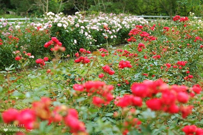 (歇業)新竹北埔免費親子景點【彩紅部落玫瑰園農場】新增室內兒童遊戲室×戶外沙坑大草皮放電好去處! - yuki.tw