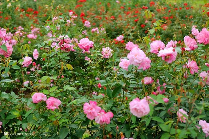 (歇業)新竹北埔免費親子景點【彩紅部落玫瑰園農場】新增室內兒童遊戲室×戶外沙坑大草皮放電好去處! - yuki.tw