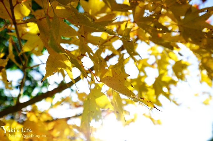 苗栗親子景點【雲水度假森林】落羽松約會好去處×水池花園、泡湯吃美食 - yuki.tw