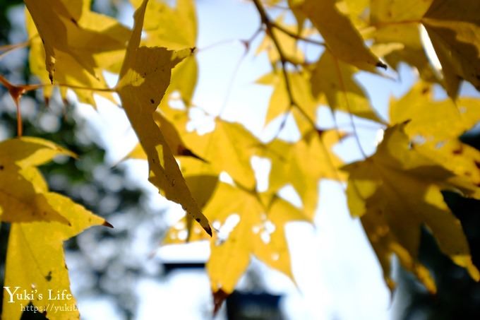 苗栗親子景點【雲水度假森林】落羽松約會好去處×水池花園、泡湯吃美食 - yuki.tw