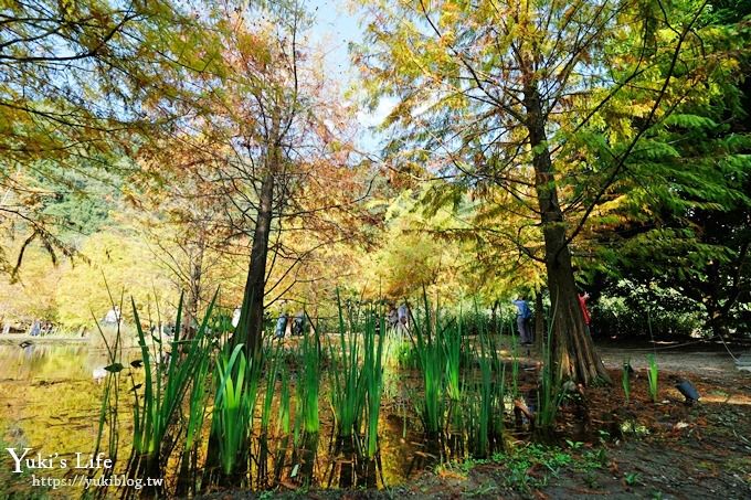 苗栗親子景點【雲水度假森林】落羽松約會好去處×水池花園、泡湯吃美食 - yuki.tw