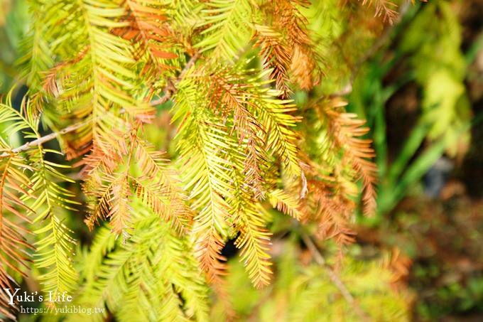 苗栗親子景點【雲水度假森林】落羽松約會好去處×水池花園、泡湯吃美食 - yuki.tw