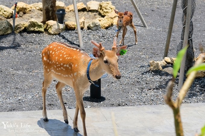 屏東景點【墾草趣生態園】梅花鹿園區新景點！親子室內餵草泥馬、小兔子 - yuki.tw