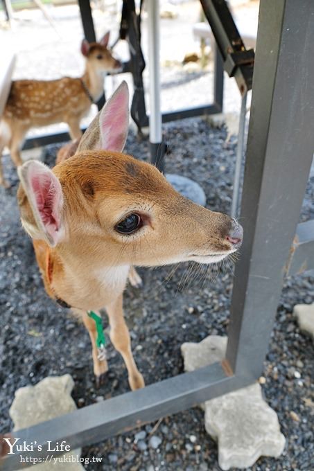 屏東景點【墾草趣生態園】梅花鹿園區新景點！親子室內餵草泥馬、小兔子 - yuki.tw