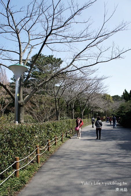 韓國濟洲島旅行【漢拏樹木園】櫻花大道盛開時期是每年的3月下旬~4月中旬 - yuki.tw