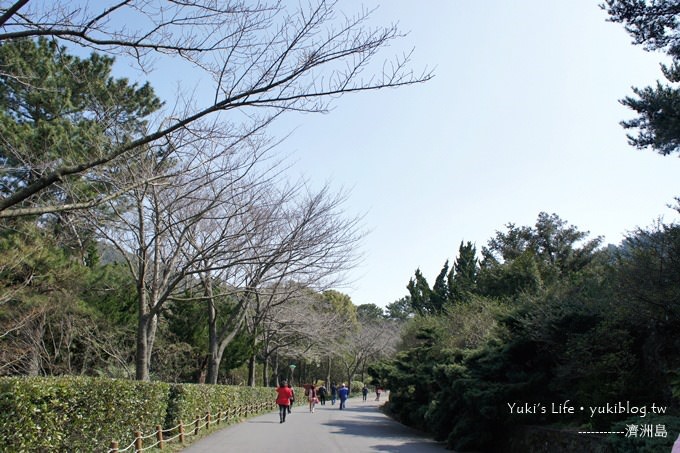 韓國濟洲島旅行【漢拏樹木園】櫻花大道盛開時期是每年的3月下旬~4月中旬 - yuki.tw