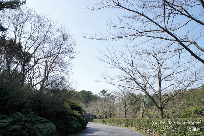 韓國濟洲島旅行【漢拏樹木園】櫻花大道盛開時期是每年的3月下旬~4月中旬 - yuki.tw