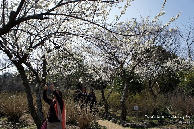 韓國濟洲島旅行【漢拏樹木園】櫻花大道盛開時期是每年的3月下旬~4月中旬 - yuki.tw