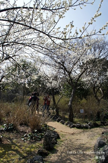 韓國濟洲島旅行【漢拏樹木園】櫻花大道盛開時期是每年的3月下旬~4月中旬 - yuki.tw