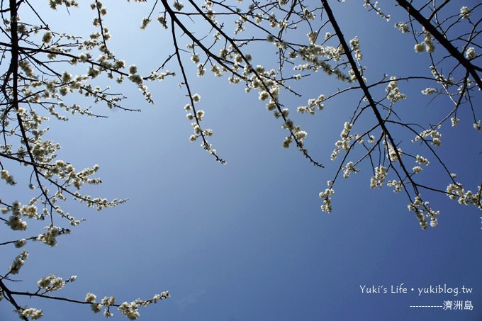 韓國濟洲島旅行【漢拏樹木園】櫻花大道盛開時期是每年的3月下旬~4月中旬 - yuki.tw