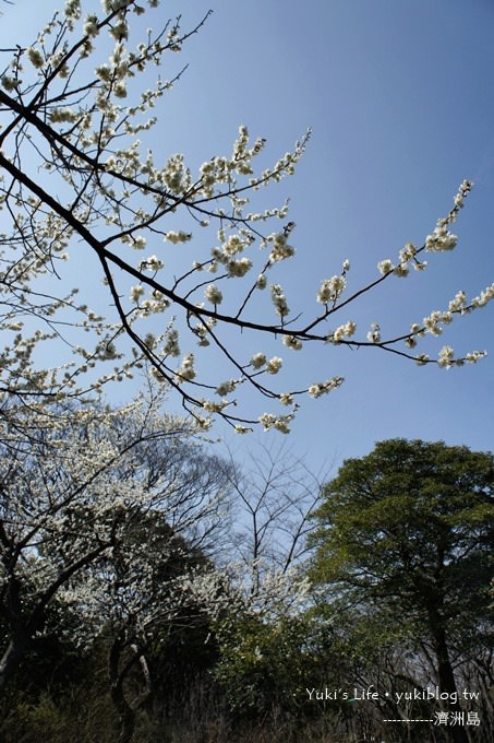 韓國濟洲島旅行【漢拏樹木園】櫻花大道盛開時期是每年的3月下旬~4月中旬 - yuki.tw