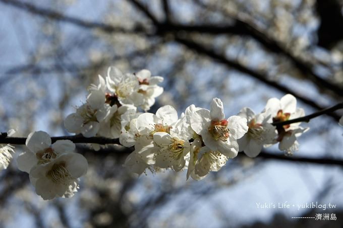 韓國濟洲島旅行【漢拏樹木園】櫻花大道盛開時期是每年的3月下旬~4月中旬 - yuki.tw