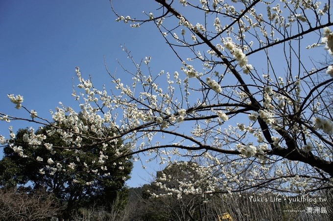 韓國濟洲島旅行【漢拏樹木園】櫻花大道盛開時期是每年的3月下旬~4月中旬 - yuki.tw