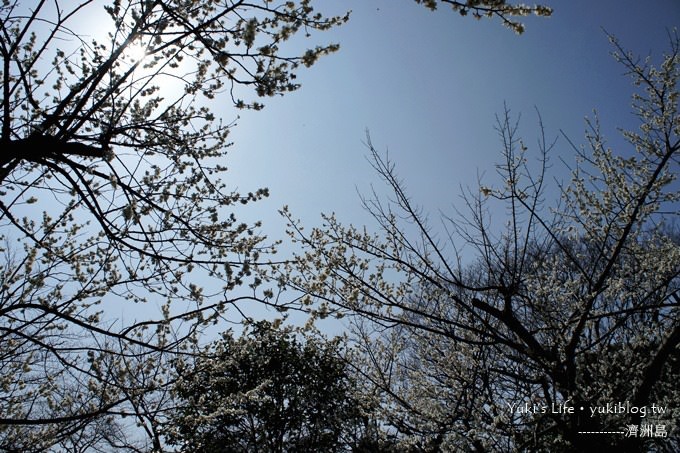 韓國濟洲島旅行【漢拏樹木園】櫻花大道盛開時期是每年的3月下旬~4月中旬 - yuki.tw