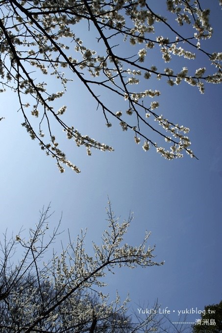 韓國濟洲島旅行【漢拏樹木園】櫻花大道盛開時期是每年的3月下旬~4月中旬 - yuki.tw