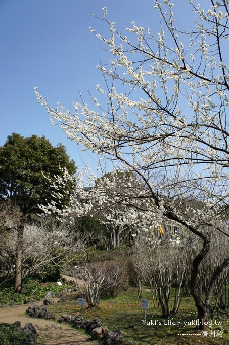 韓國濟洲島旅行【漢拏樹木園】櫻花大道盛開時期是每年的3月下旬~4月中旬 - yuki.tw