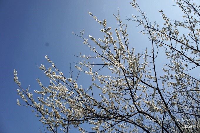 韓國濟洲島旅行【漢拏樹木園】櫻花大道盛開時期是每年的3月下旬~4月中旬 - yuki.tw