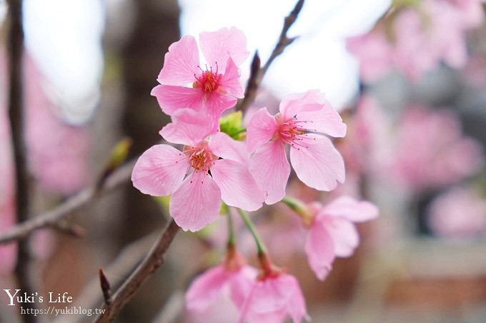 烏來老街一日遊》烏來老街美食推薦，泡湯搭台車親子之旅超好玩 - yuki.tw