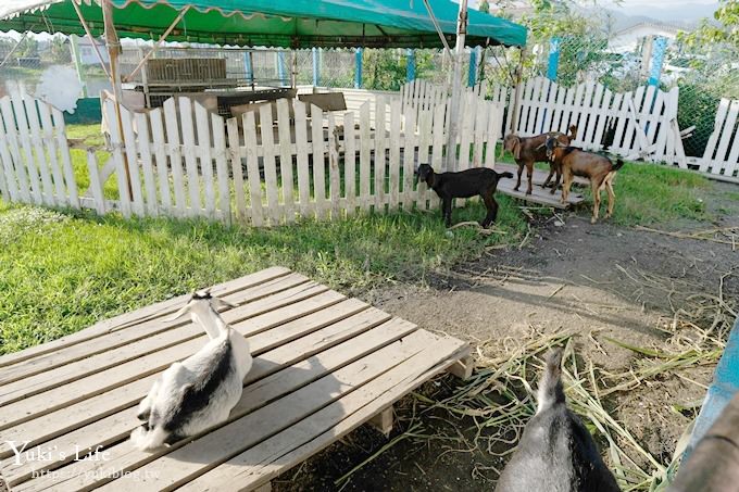 宜蘭景點【可達休閒羊場】免門票×員山小型動物園親子農場~餵羊餵兔子 - yuki.tw