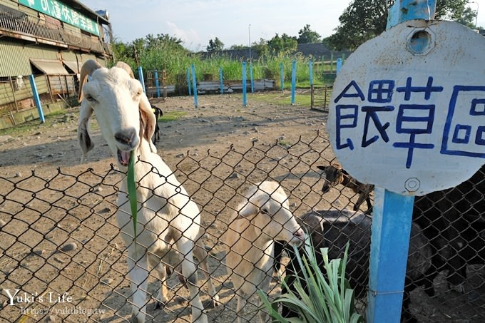 宜蘭景點【可達休閒羊場】免門票×員山小型動物園親子農場~餵羊餵兔子 - yuki.tw