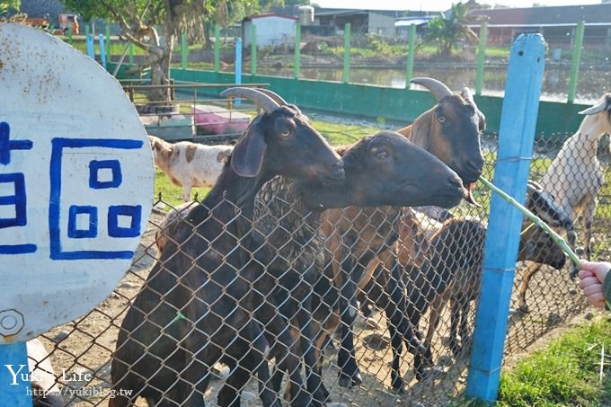 宜蘭景點【可達休閒羊場】免門票×員山小型動物園親子農場~餵羊餵兔子 - yuki.tw