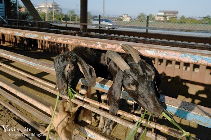 宜蘭景點【可達休閒羊場】免門票×員山小型動物園親子農場~餵羊餵兔子 - yuki.tw